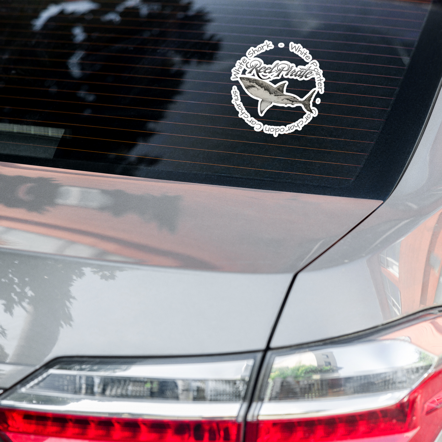 Carcharodon WhiteShark  decal