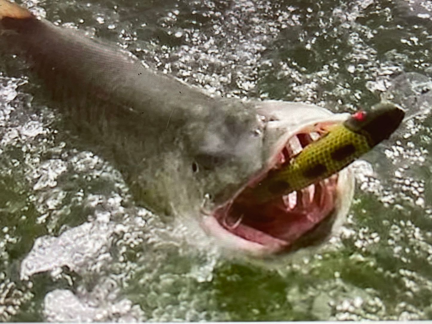 4 HR REELPIRATE CHARTER