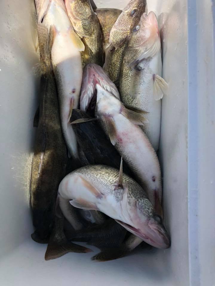 June Fishing Report